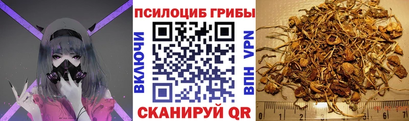 Галлюциногенные грибы Cubensis  Купить закладки  Кочубеевское 